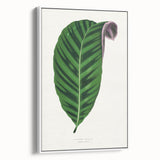 Romantic Calathea Zebrina Leaf - Historical Romanticism Canvas
