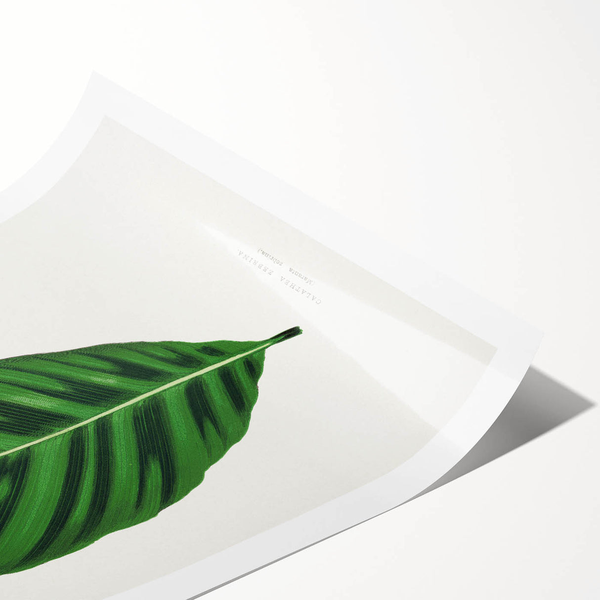 Romantic Calathea Zebrina Leaf - Historical Romanticism Canvas