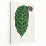 Romantic Calathea Zebrina Leaf - Historical Romanticism Canvas