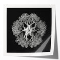 Modern Monochrome Art: Intricate Brittle Star Illustration