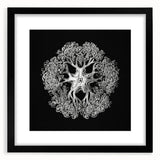 Modern Monochrome Art: Intricate Brittle Star Illustration