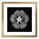 Modern Monochrome Art: Intricate Brittle Star Illustration