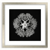 Modern Monochrome Art: Intricate Brittle Star Illustration