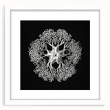 Modern Monochrome Art: Intricate Brittle Star Illustration