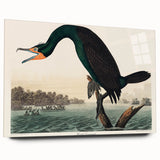 Romantic Art Prints: Florida Cormorant by John James Audubon