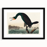 Romantic Art Prints: Florida Cormorant by John James Audubon