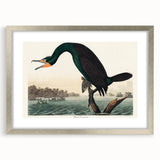 Romantic Art Prints: Florida Cormorant by John James Audubon