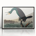 Romantic Art Prints: Florida Cormorant by John James Audubon