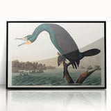 Romantic Art Prints: Florida Cormorant by John James Audubon
