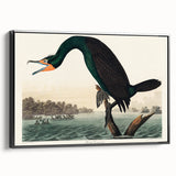 Romantic Art Prints: Florida Cormorant by John James Audubon