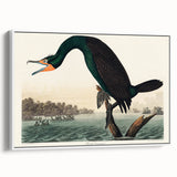 Romantic Art Prints: Florida Cormorant by John James Audubon
