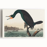 Romantic Art Prints: Florida Cormorant by John James Audubon