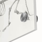 Tiger Skeleton Lateral View Realism Art Print - George Stubbs Anatomy Art