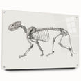 Tiger Skeleton Lateral View Realism Art Print - George Stubbs Anatomy Art