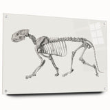 Tiger Skeleton Lateral View Realism Art Print - George Stubbs Anatomy Art