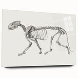 Tiger Skeleton Lateral View Realism Art Print - George Stubbs Anatomy Art