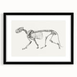 Tiger Skeleton Lateral View Realism Art Print - George Stubbs Anatomy Art