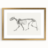 Tiger Skeleton Lateral View Realism Art Print - George Stubbs Anatomy Art