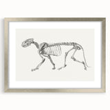Tiger Skeleton Lateral View Realism Art Print - George Stubbs Anatomy Art