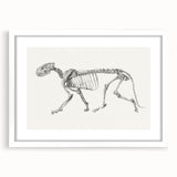 Tiger Skeleton Lateral View Realism Art Print - George Stubbs Anatomy Art