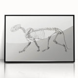 Tiger Skeleton Lateral View Realism Art Print - George Stubbs Anatomy Art