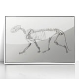 Tiger Skeleton Lateral View Realism Art Print - George Stubbs Anatomy Art