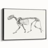 Tiger Skeleton Lateral View Realism Art Print - George Stubbs Anatomy Art