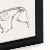 Tiger Skeleton Lateral View Realism Art Print - George Stubbs Anatomy Art