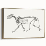 Tiger Skeleton Lateral View Realism Art Print - George Stubbs Anatomy Art