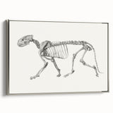 Tiger Skeleton Lateral View Realism Art Print - George Stubbs Anatomy Art