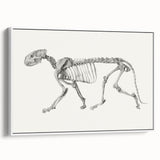 Tiger Skeleton Lateral View Realism Art Print - George Stubbs Anatomy Art