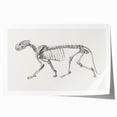 Tiger Skeleton Lateral View Realism Art Print - George Stubbs Anatomy Art