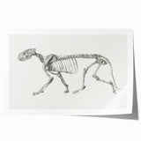Tiger Skeleton Lateral View Realism Art Print - George Stubbs Anatomy Art