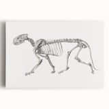Tiger Skeleton Lateral View Realism Art Print - George Stubbs Anatomy Art