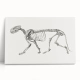 Tiger Skeleton Lateral View Realism Art Print - George Stubbs Anatomy Art