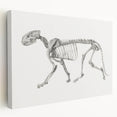Tiger Skeleton Lateral View Realism Art Print - George Stubbs Anatomy Art