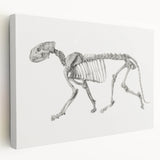Tiger Skeleton Lateral View Realism Art Print - George Stubbs Anatomy Art