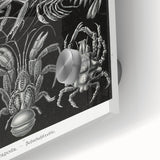 Modern Wall Art - Ernst Haeckel’s Decapoda Illustration Print