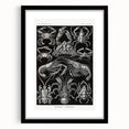 Modern Wall Art - Ernst Haeckel’s Decapoda Illustration Print