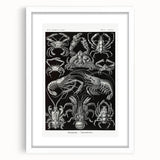 Modern Wall Art - Ernst Haeckel’s Decapoda Illustration Print
