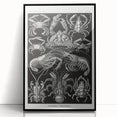 Modern Wall Art - Ernst Haeckel’s Decapoda Illustration Print