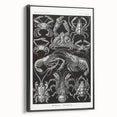 Modern Wall Art - Ernst Haeckel’s Decapoda Illustration Print