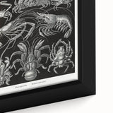Modern Wall Art - Ernst Haeckel’s Decapoda Illustration Print