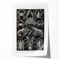 Modern Wall Art - Ernst Haeckel’s Decapoda Illustration Print