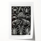 Modern Wall Art - Ernst Haeckel’s Decapoda Illustration Print