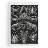 Modern Wall Art - Ernst Haeckel’s Decapoda Illustration Print