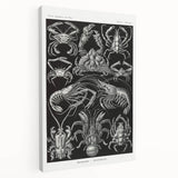 Modern Wall Art - Ernst Haeckel’s Decapoda Illustration Print