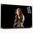 Basset Hound wall art design displayed in acrylic glass, showcasing a side view with decorative pins, perfect for dog lovers and home decor enthusiasts.