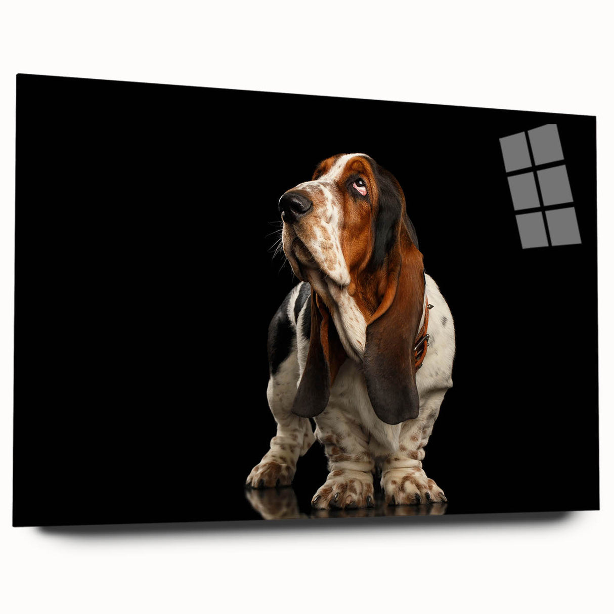 Basset Hound wall art design displayed on acrylic glass, showcasing a side view with vibrant colors and fine detailing, perfect for dog lovers' decor.