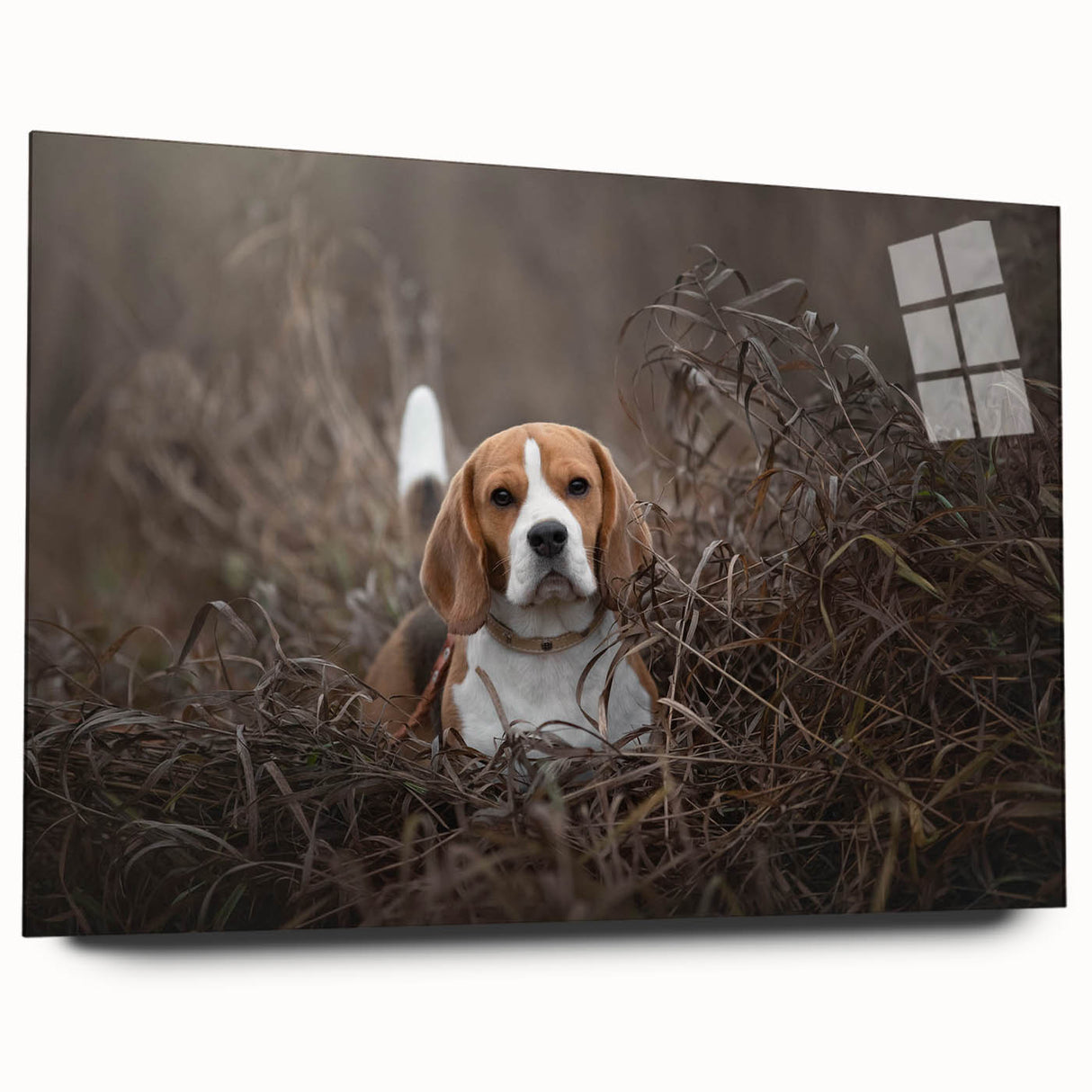 Basset hound wall art design printed on acrylic glass, showcasing a side view of the dog with vibrant colors, ideal for pet lovers and home decor enthusiasts.